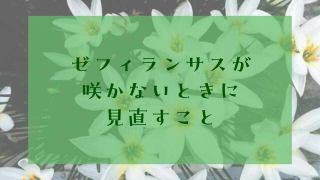 アイキャッチゼフィランサス咲かない