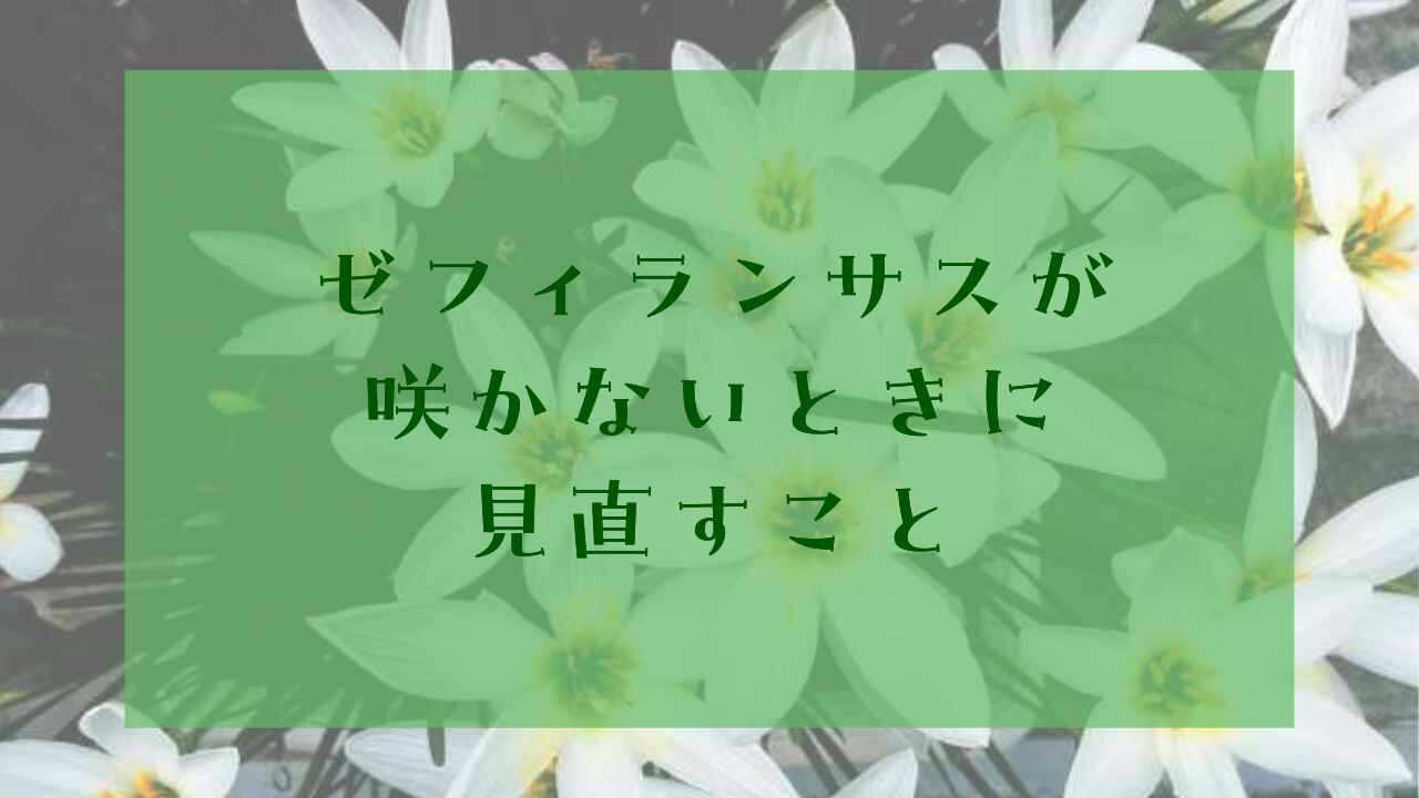 アイキャッチゼフィランサス咲かない