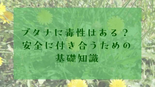 アイキャッチブタナ毒性