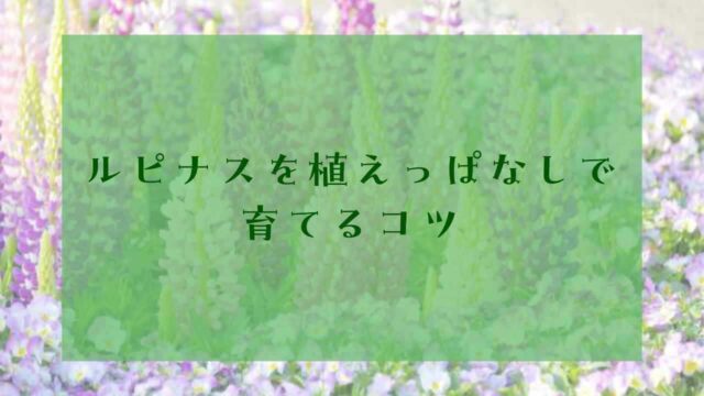 アイキャッチルピナス植えっぱなし