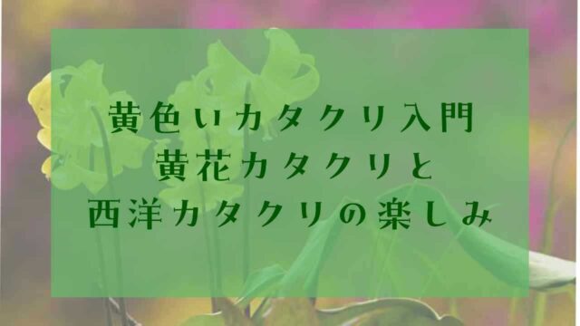アイキャッチ黄色カタクリ