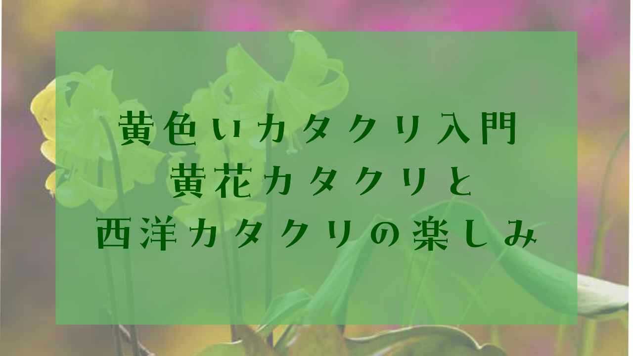 アイキャッチ黄色カタクリ