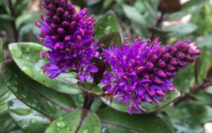 グレースベロニカ