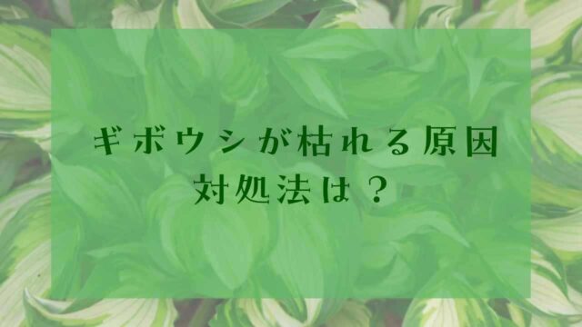 アイキャッチギボウシ枯れる原因