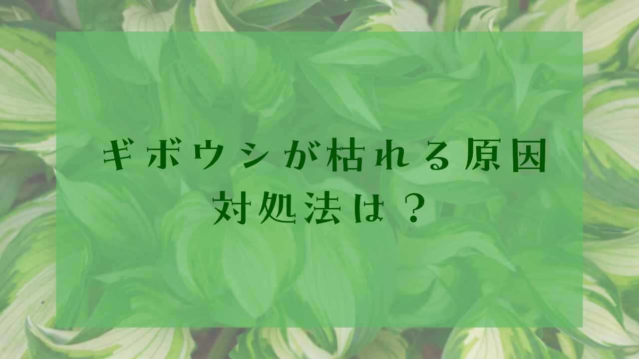 アイキャッチギボウシ枯れる原因