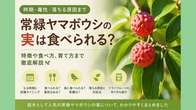 常緑ヤマボウシ