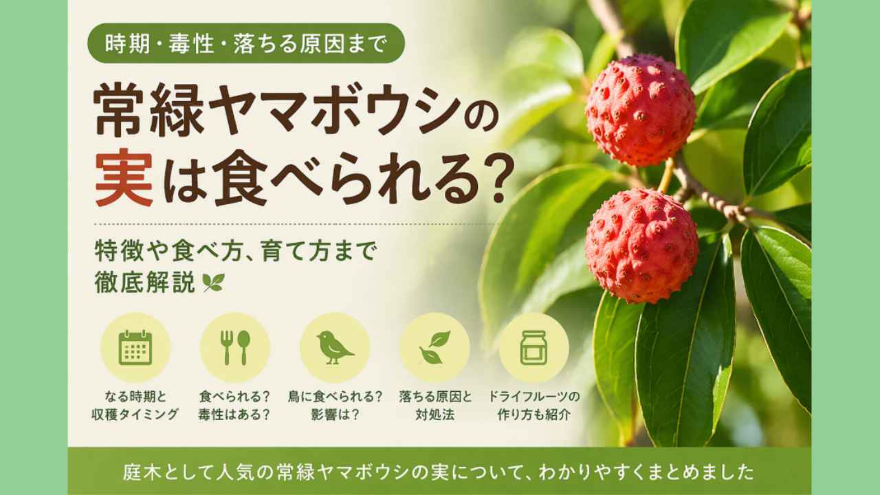 常緑ヤマボウシ